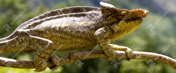 Riesenchamaeleon, Calumma parsonii,  parsons chameleon, maennchen, male, Madagaskar, Afrika, madagascar, africa