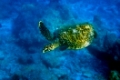 Meeresschildkröte, Ellaidhoo, Malediven, Ari-Atoll