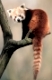 Katzenbaer, Kleiner Panda, Ailurus fulgens, Red Panda, china, chinese little panda, kleiner panda, kleiner pandabaer, red panda, roter panda