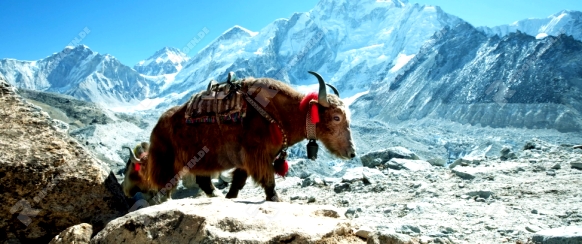 yak in Himalaya