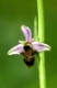 Schnepfenragwurz, Schnepfen-Ragwurz, Ophrys scolopax, Orchidee / Woodcock Orchid, Ophrys scolopax, Orchid