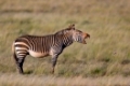 Endangered Cape Mountain Zebra (Equus zebra), Mountain Zebra National Park, South Africa	