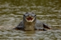 Kaiman, Brillenkaiman, Caiman crocodylus yacare, Pantanal, Brasilien