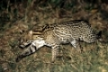 Ozelot, Leopardus pardalis, Ocelot, Painted Leopard, Manigordo, Pantanal, Mittelamerika