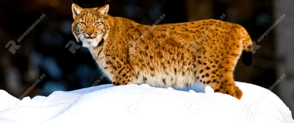 Karpaten-Luchs (Lynx lynx carpathicus)