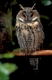 Long-eared Owl, Asio otus, Waldohreule, Europa, Europe