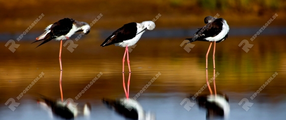 Three black-winged Stilt taking a break on the water