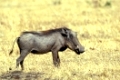 Wart Hog,  Phacochoerus aethiopicus, Warzenschwein, Saeugetiere, mammals, Huftiere, Paarhufer, Afrika, africa