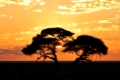 Akazie im Sonnenaufgang, Etosha Nationalpark, Namibia, Afrika, Acacia at sunrise, Etosha National Park, Namibia, Africa