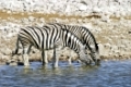 Steppenzebras (Equus quagga burchelli) trinken aus wasserloch, Etosha-Nationalpark, Namibia, Afrika, lains Zebras, drinking at waterhole, Etosha NP, Africa
