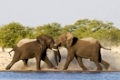 Kaempfende afrikanische Elefanten Bullen, an einem Wasserloch (Loxodonta africana), Etosha-Nationalpark, Namibia, Afrika, fighting African Elephants at waterhole in Etosha NP, Africa
