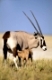 Namibia, Afrika, Etosha NP, Oryxgazelle, oryx, oryxantilope,  Alt-und Jungtier, oryx gazella