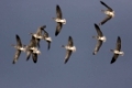 Blaessgaense, im Flug, Anser albifrons, White fronted geese, flying, Bislicher Insel, Niederrhein, Deutschland, Lower rhine, Germany
