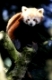 Red Panda   /   (Ailurus fulgens)   /   Kleiner Panda, Katzenbaer   /   [Asien, asia, Tiere, animals, Saeugetiere, mammals, Kleinbaeren, Raubtiere, beasts of prey, Katzenbär, Ast, Zweig, branch, aussen, outdoor, Baum, tree, frontal, head-on, von vorne, sitzen, sitting, adult, Hochformat, vertical]
