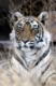 indischer tiger, koenigstiger, panthera tigris tigris, indien, asien, royal bengal tiger, india, asia