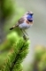 Blaukehlchen, Luscinia svecica, Bluethroat, passerine birds, europe, europa