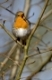 Rotkehlchen (Erithacus rubecula) singend, Reviergesang, Gesang, Balz, Singvogel, rot, Fruehling, Fruehjahr, European Robin