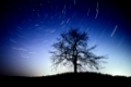 sternenhimmel, sternspuren, deutschland, stars in the sky, startreks, tree, germany