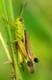 Sumpfschrecke, stethophyma grossum, large marsh grasshopper