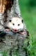 Nordopossum, WeibchenCommon Opossum, femaleDidelphis marsupialisUSA, Virginia
