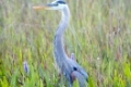 Side view of Great Blue Heron in Everglades National Park Florida