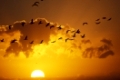 Cormorant, Kormoran, (Phalacrocorax carbo) / Kormorane im Sonnenaufgang, Tiere, animals, Vogel, Voegel, birds, Ruderfuesser, totipalmate swimmers,