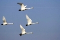 Fliegende Singschwaene, flying whooper swans, cygnus cygnus, vogelzug