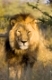 Loewe (Panthera leo), maennlich, Namibia, Afrika, male Lion, Africa