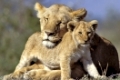 Lion and cub, Lioness, Loewe, loewin und junges, Panthera leo, Masai Mara, Kenya, kenia