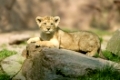 Asiatischer-Löwe, Panthero leo persica, Asiatic Lion, Jungtiere,