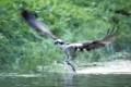 Osprey, Fish hawk, Pandion haliaetus, Fischadler,
- Kangasala, Finland, Europe.
Original Photo: Fritz Poelking, Fritz Pölking