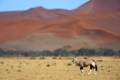 Oryxantilope, Oryx, gemsbock, Oryx gazella, Oryx-Spiessbock, Afrika, Africa