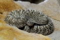 Uracoan Klapperschlange, Crotalus vegrandis