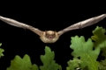 Grosse Bartfledermaus, (Myotis brandtii), fliegend, im Flug, fliegt zwischen Blaetter durch, nachts, Deutschland, Fledermaus, Fledermaeuse | Brandt's Bat, (Myotis brandtii), flying, in flight, fly between leafs, at night, Germany, bats
