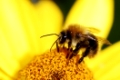 Macro of honeybee on a yellow marguerite flower.