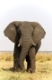 Afrikanischer Elefant (Loxodonta africana), Chobe Fluss, Chobe River, Chobe National Park, Botswana, Afrika, African Elephant, Africa
