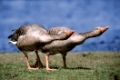 Greylag Geese, threat display   /   (Anser anser)   /   Graugaense, Drohgeste