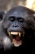 Chimpanzee, Schimpanse, Pan troglodytes,Gombe NP, Tanzania, Afrika, africa