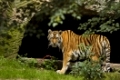 Sibirischer Tiger; Panthera tigris altaica; Amur Tiger; Weibchen mit Beute;