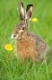 Feldhase, Lepus europaeus, European hare