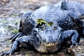 Brillenkaiman,  Yacare Caiman, Paraguayan Caiman, Camain crocodilus yacare, Pantanal, Brazil, Brasilien