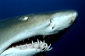 Sandtigerhai
Gray nurse shark
sand tiger shark
Carcharias taurus