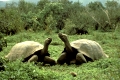  Galapagos tortoise,
 Elefantenschildkröte,
Volcano alcedo, Galapagos, Ecuador,
Photo: Fritz Poelking, Fritz Pölking