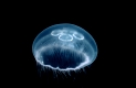 Ohrenqualle, Moon Jellyfish, Aurelia aurita