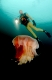 Taucher und Schirmqualle, Scuba diver and jellyfish,