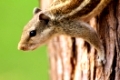 small chipmunk sitting on tree closeup