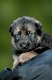 Deutscher Schaeferhund, Welpe, 3 1/2 Wochen alt

Kaufen Sie nur Welpen ab der achten Lebenswoche und mit korrekten Impfpapieren!
