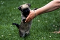 Cairn-Terrier, Welpe, 6 Wochen alt, beisst in Finger   /   Cairn Terrier, puppy, 6 weeks old, biting in finger