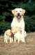Labrador Retriever mit Welpen