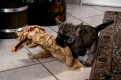 Cairn-Terrier, Welpe, 9 Wochen alt, spielt mit Papier   /   Cairn Terrier, puppy, 9 weeks old, playing with paper